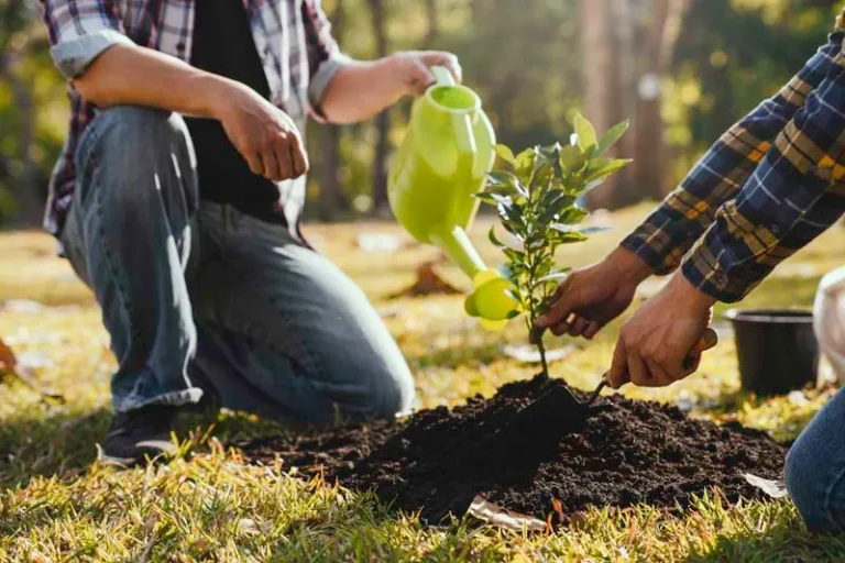 Top Signs Your Trees Need Nutritional Support